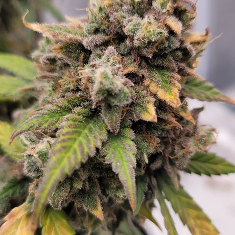 Laughing gas 1 growlog photo: Laughing Gas 6 to 8 days from harvest