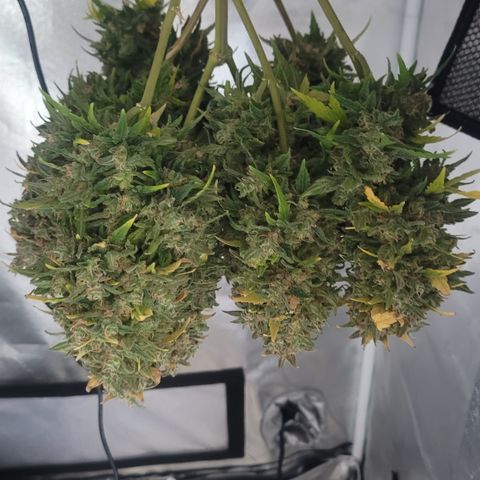 Northern lights 1 growlog timeline photo