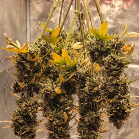Thunderfuck 1 growlog photo: All plants are hanging. Also have northern lights hanging.