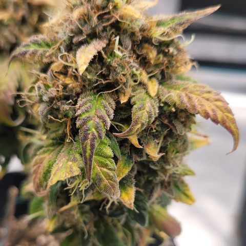 Thunderfuck 1 growlog photo: All plants are hanging. Also have northern lights hanging.