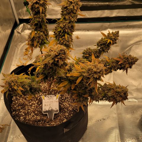 Thunderfuck 1 growlog photo: All plants are hanging. Also have northern lights hanging.
