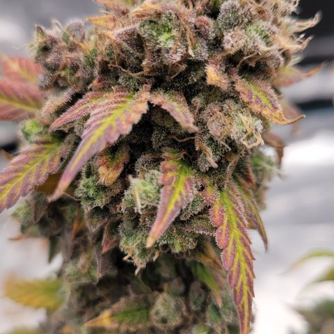 Thunderfuck 1 growlog photo: All plants are hanging. Also have northern lights hanging.