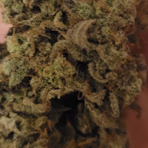 Laughing gas 1 growlog photo: Gotta love laughing gas. Grade lower on the looks but everything else top notch.