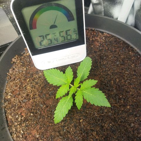 Lemon Kush growlog timeline photo
