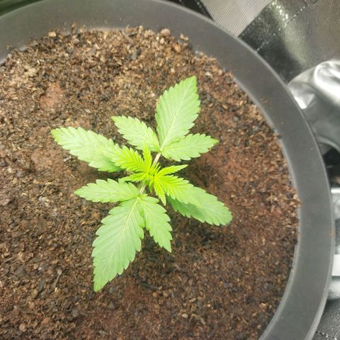 Lemon Kush growlog timeline photo