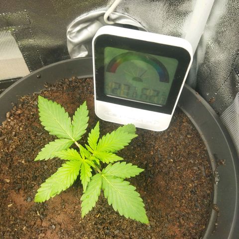 Lemon Kush growlog timeline photo