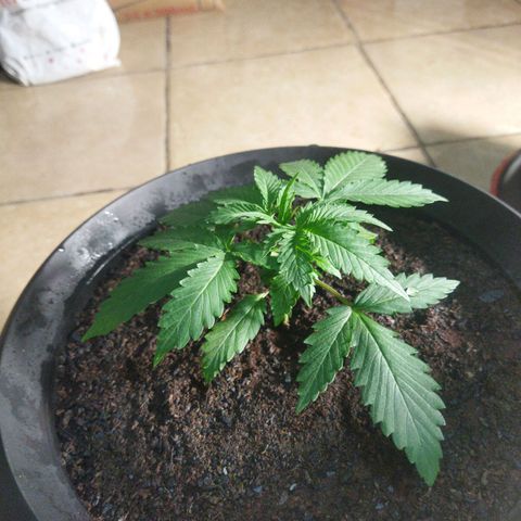 Lemon Kush growlog timeline photo