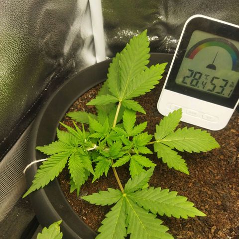 Lemon Kush growlog timeline photo