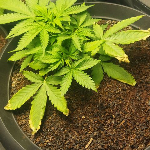Lemon Kush growlog timeline photo