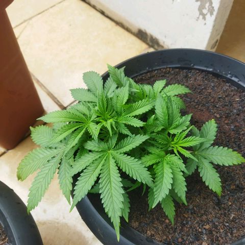 Lemon Kush growlog timeline photo