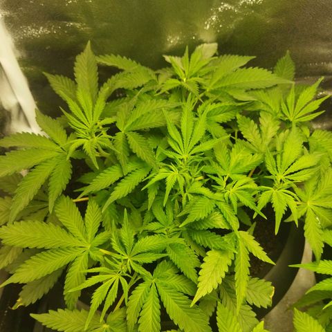 Lemon Kush growlog timeline photo