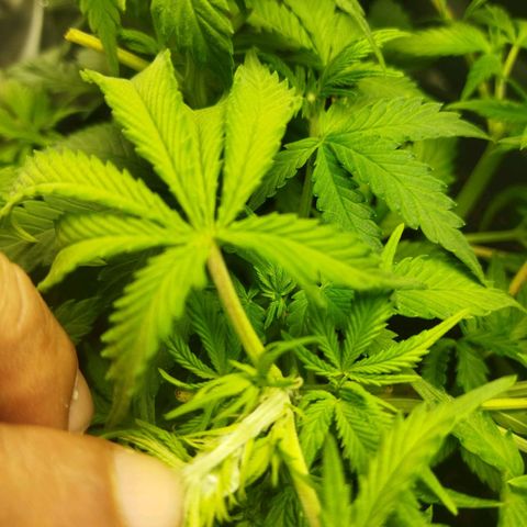 Lemon Kush growlog timeline photo
