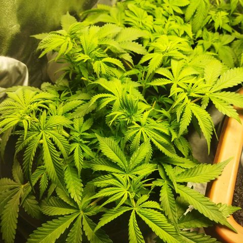 Lemon Kush growlog timeline photo