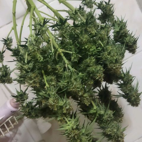 Lemon Kush growlog timeline photo