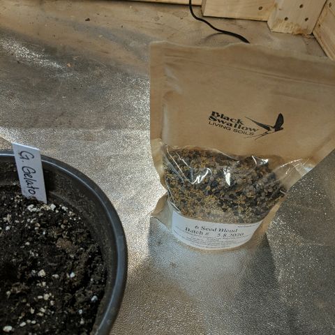 Gelato growlog photo: Cover crop