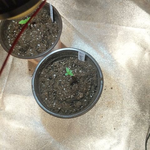 Gelato growlog photo: Added soil to cover crop cover seeds