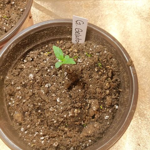 Gelato growlog photo: Cover crop popping through
