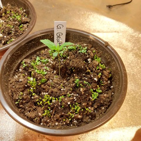 Gelato growlog photo: Cover crop coming through.  Watered.