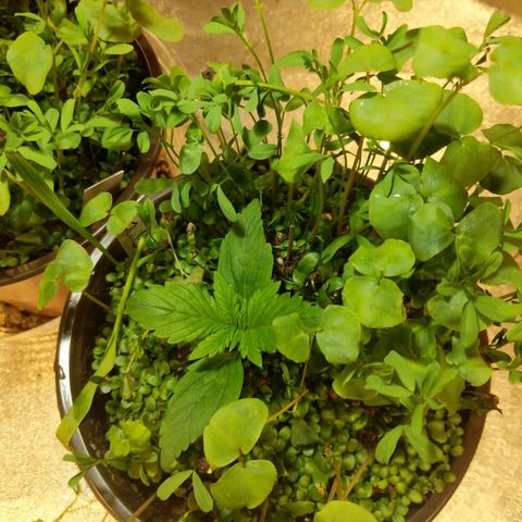 Gelato growlog photo: Insufficient calcium andor magnesium