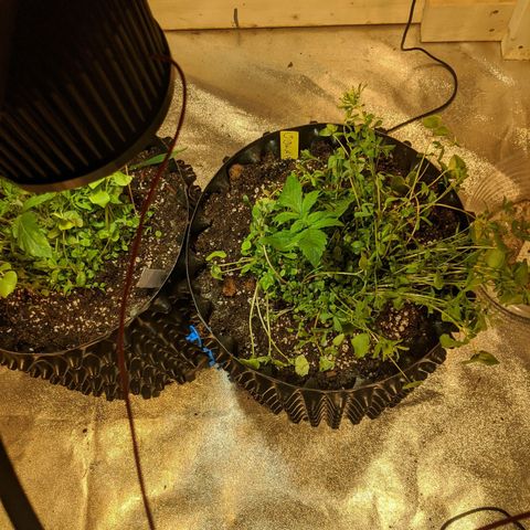 Gelato growlog photo: Repotting to 5 gallon air pot
