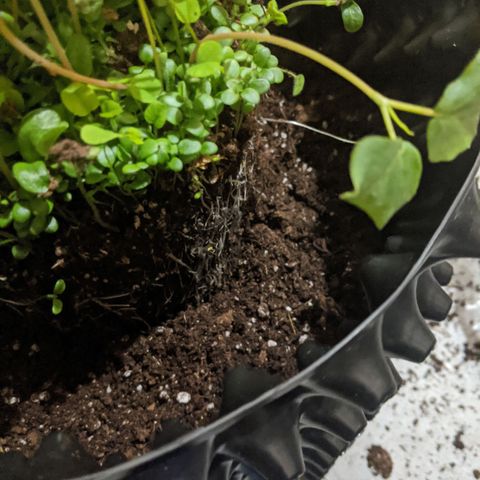 Gelato growlog photo: Repotting to 5 gallon air pot