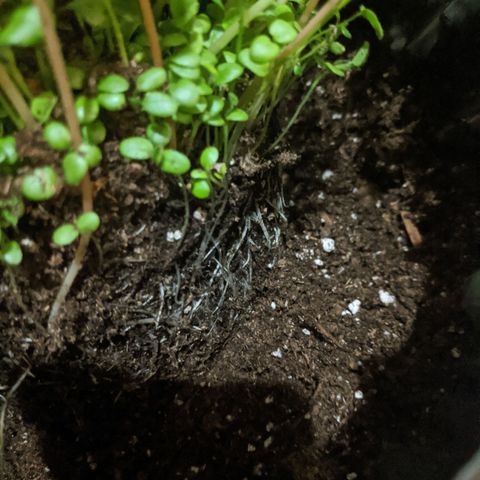 Gelato growlog photo: Repotting to 5 gallon air pot