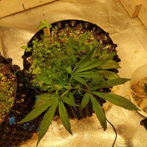 Gelato growlog timeline photo