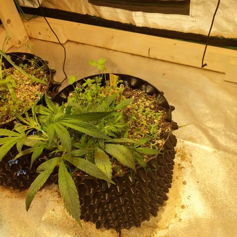 Gelato growlog timeline photo