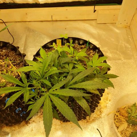 Gelato growlog timeline photo