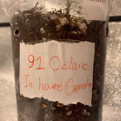 91 Octane clone  growlog timeline photo