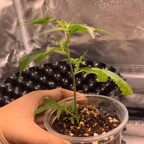 91 Octane clone  growlog photo: After topping nodes grow well