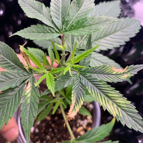91 Octane clone  growlog photo: After topping nodes grow well