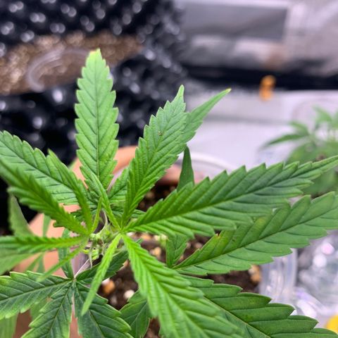 Sugar Cane Clone growlog timeline photo