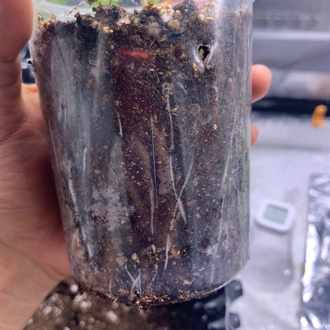 Sugar Cane Clone growlog timeline photo