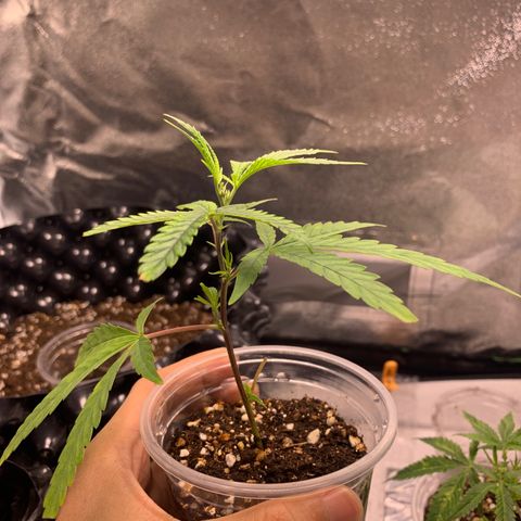Sugar Cane Clone growlog timeline photo