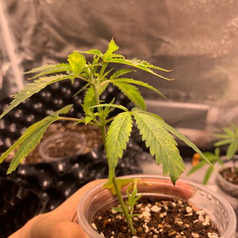 Banana Daddy Auto Clone growlog timeline photo