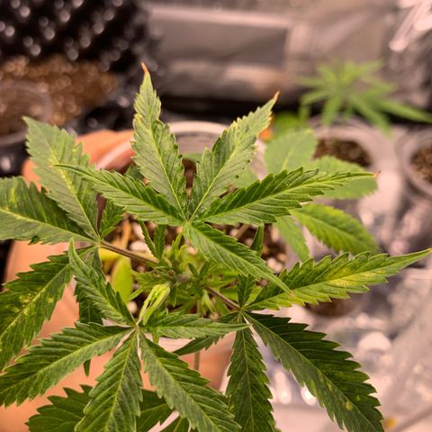 Banana Daddy Auto Clone growlog timeline photo