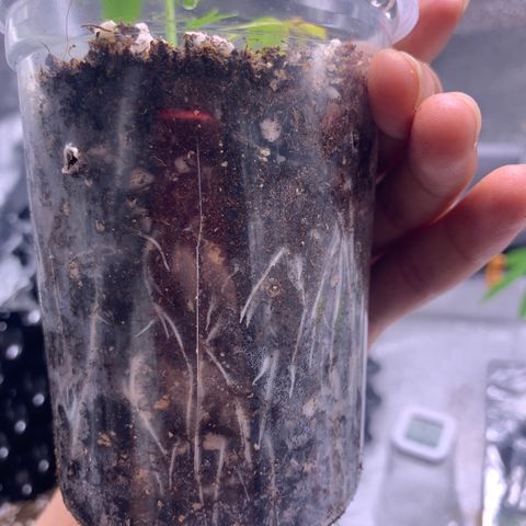 Banana Daddy Auto Clone growlog timeline photo
