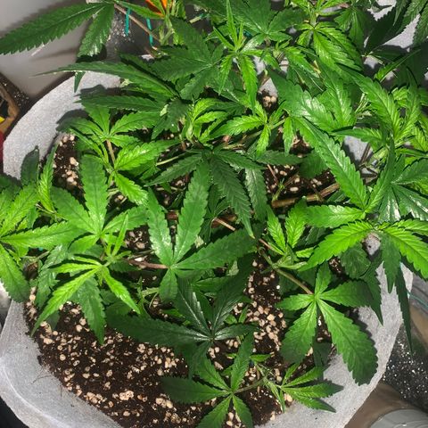 Sugar Cane Clone growlog timeline photo