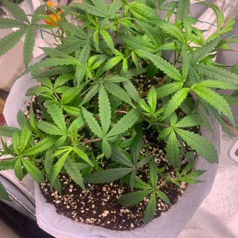 Sugar Cane Clone growlog timeline photo
