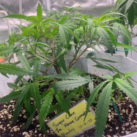 Sugar Cane Clone growlog timeline photo