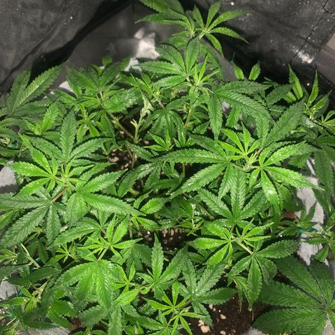 Banana Daddy Auto Clone growlog photo: Day38