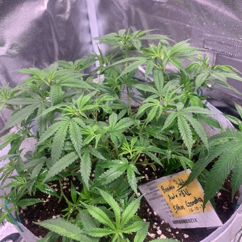 Banana Daddy Auto Clone growlog photo: Day38