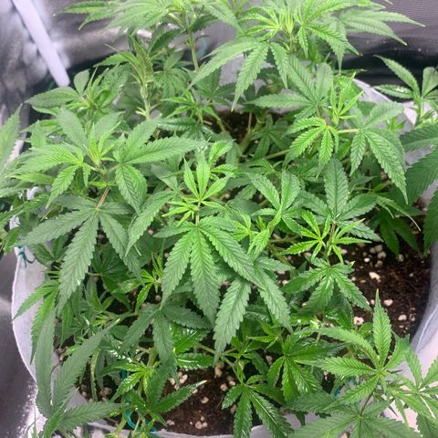 Banana Daddy Auto Clone growlog photo: Day38