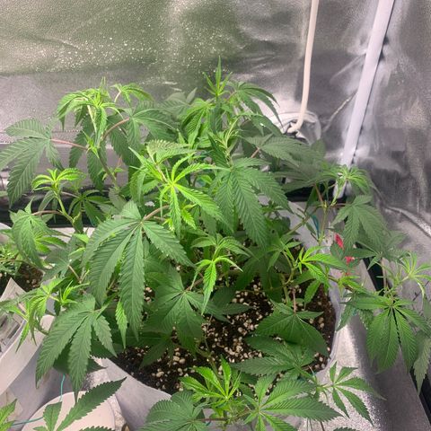91 Octane clone  growlog photo: The biggest one