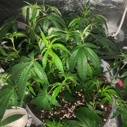 91 Octane clone  growlog photo: The biggest one