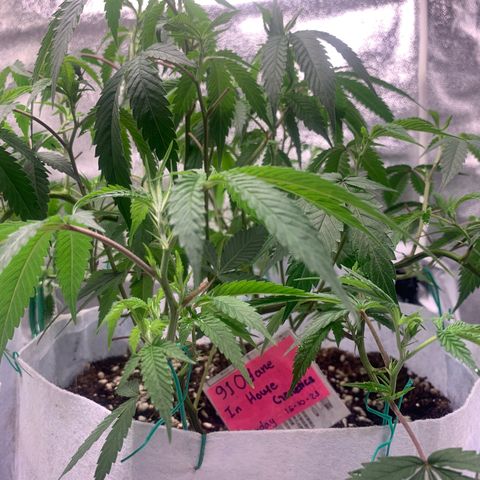 91 Octane clone  growlog photo: The biggest one
