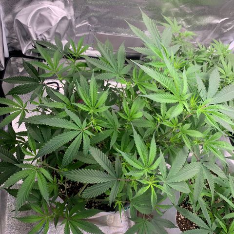 91 Octane clone  growlog timeline photo