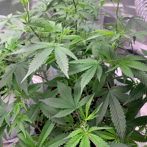 91 Octane clone  growlog timeline photo
