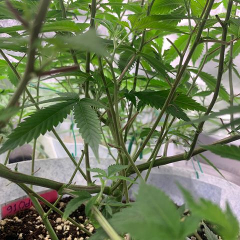 91 Octane clone  growlog timeline photo
